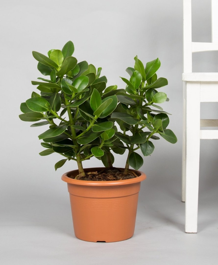 Фикус клузия