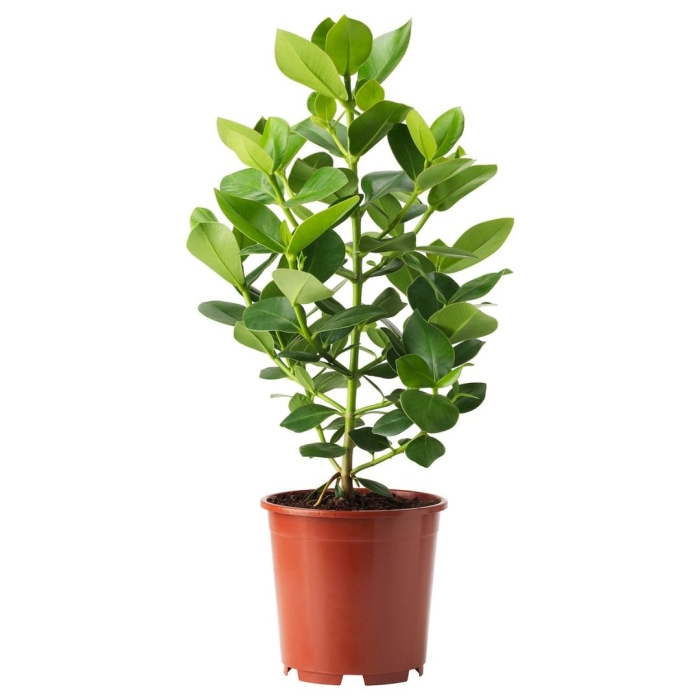 Клузия комнатное растение