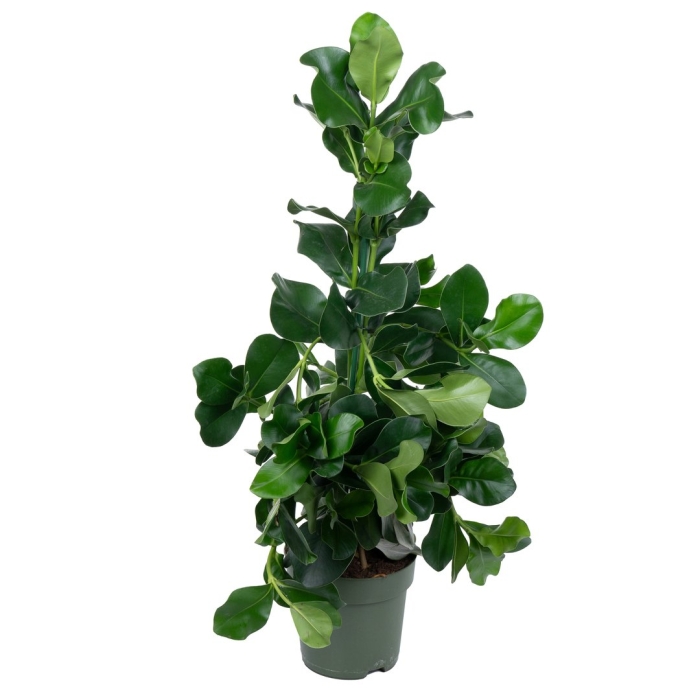 Клузия семейство