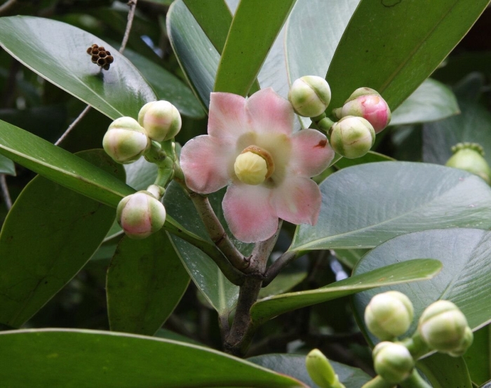 Клузия розовая