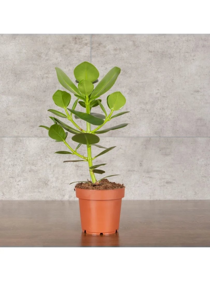 Клузия росеа