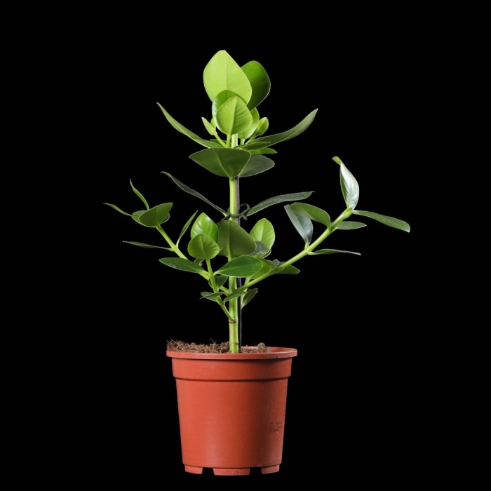 Клузия princess