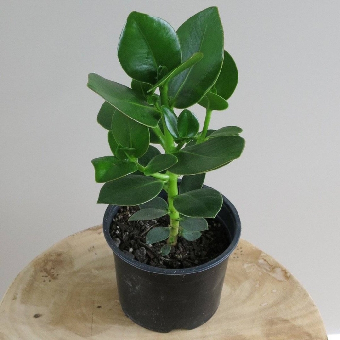 Фикус клузия