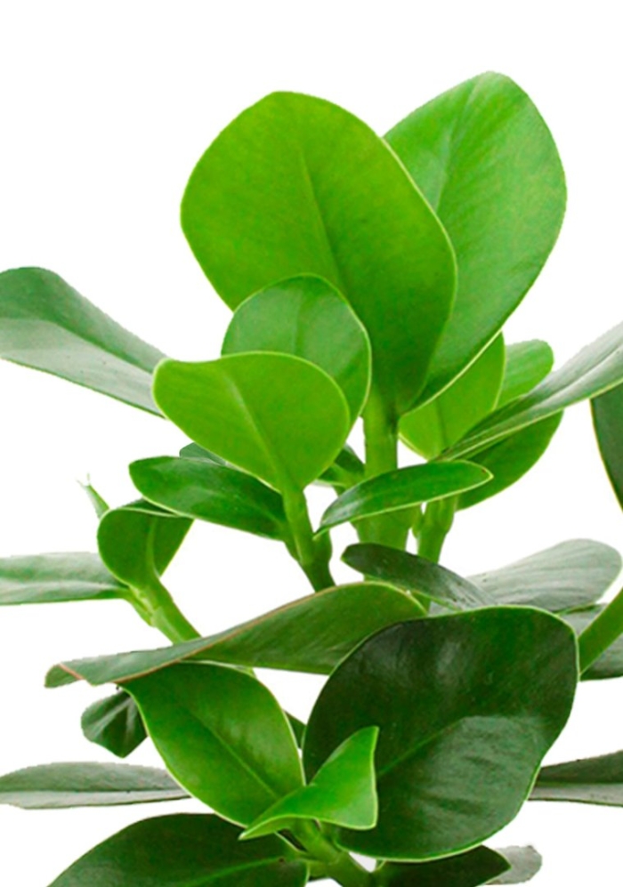 Клузия росеа