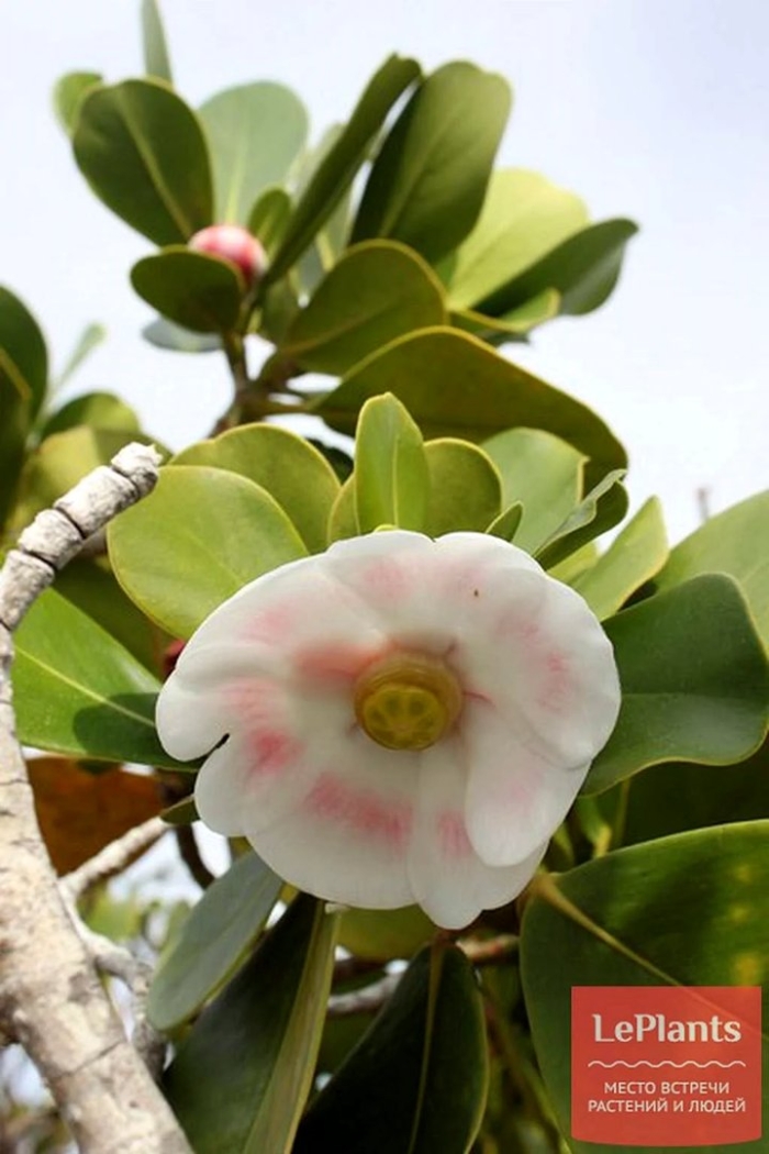 Фикус клузия