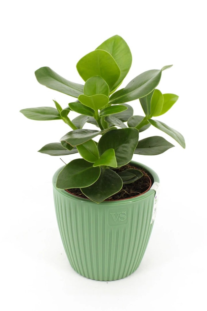 Пластиковое кашпо с дренажной системой