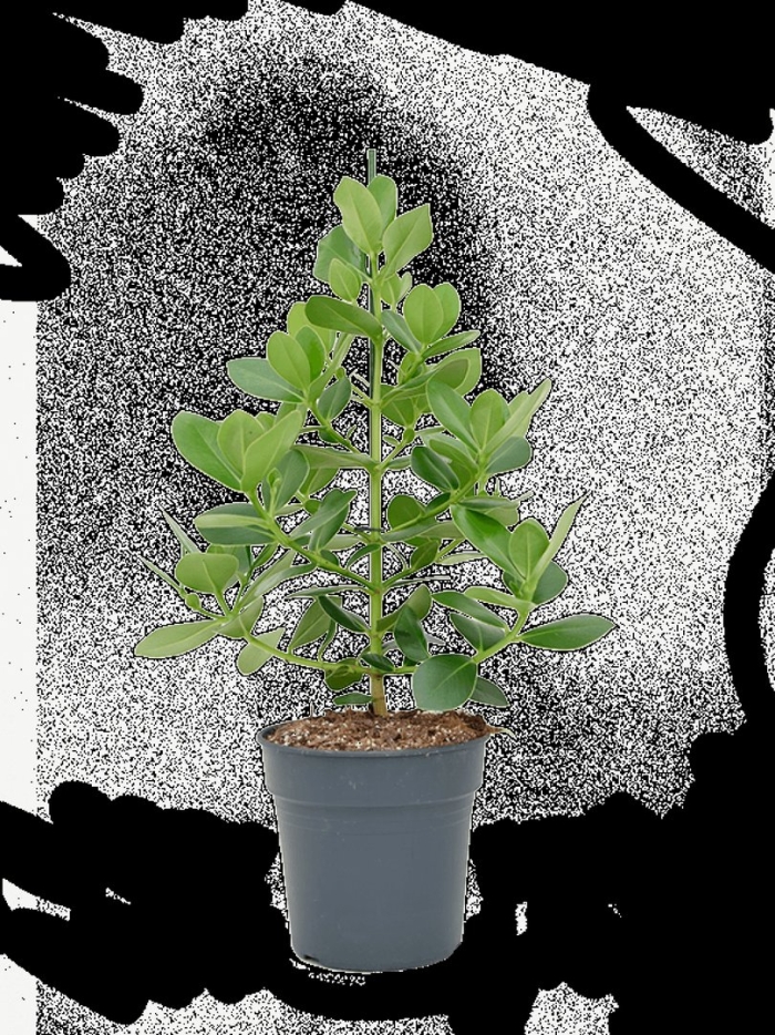 Клузия комнатное растение