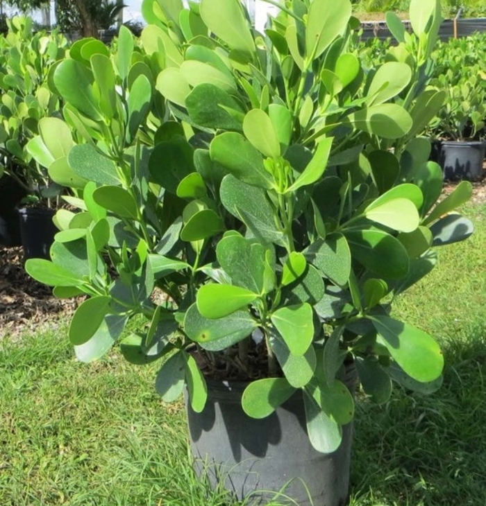 Фикус клузия