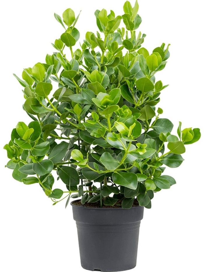 Клузия росеа