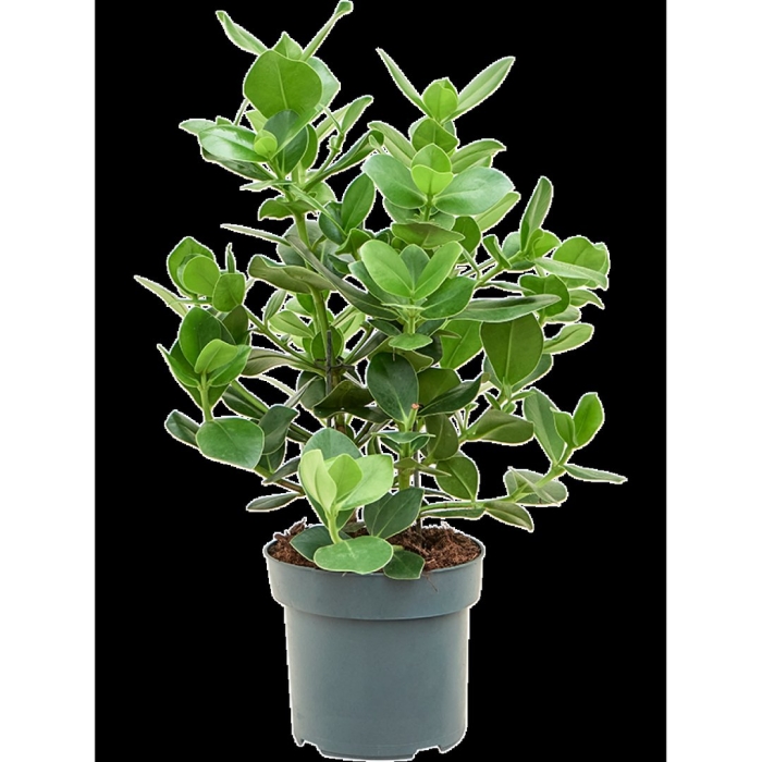 Клузия rosea princess