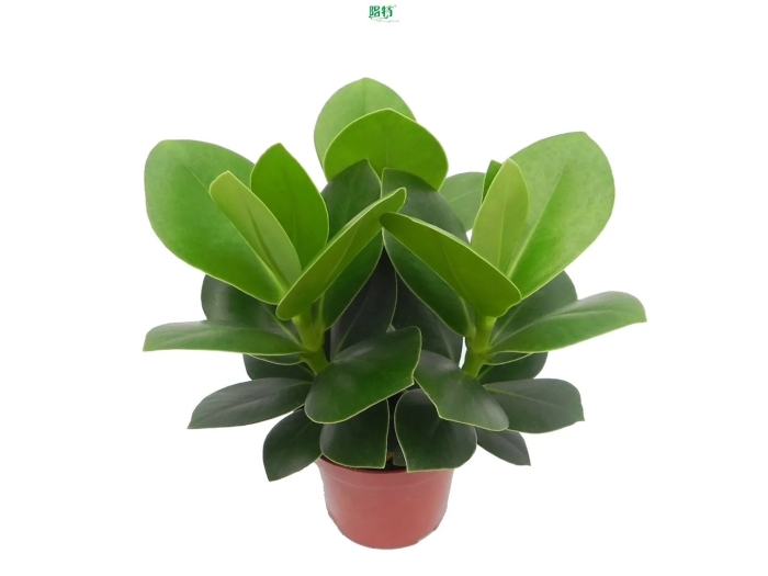 Фикус каучуконосный