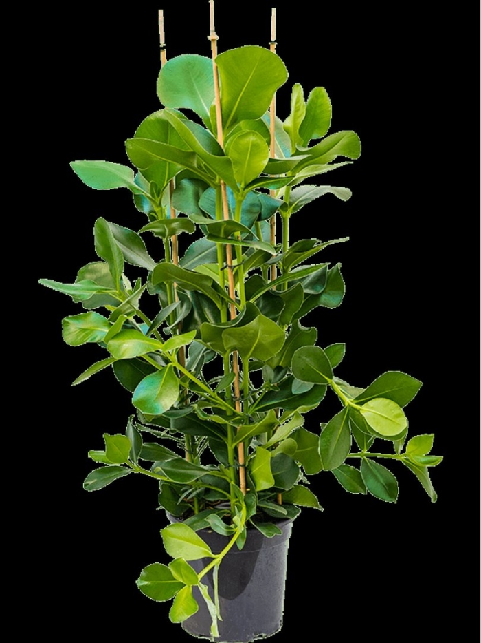 Клузия росеа