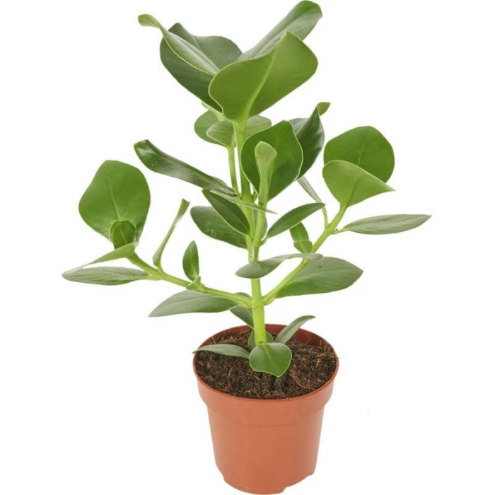 Клузия rosea princess