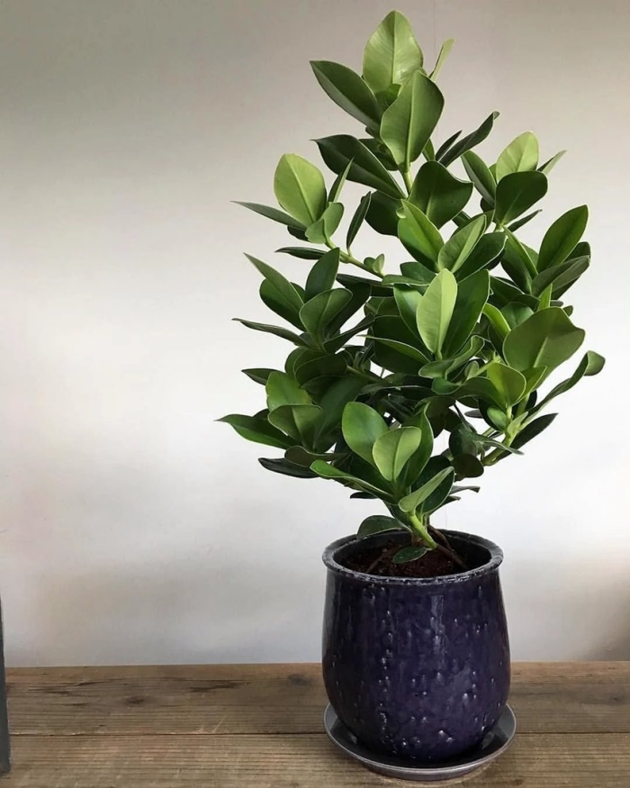 Фикус клузия