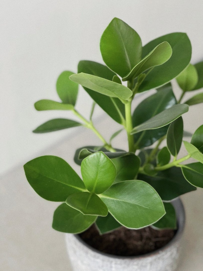 Клузия росеа