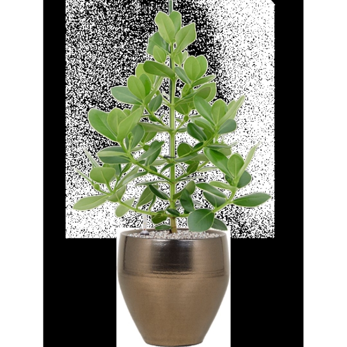 Клузия росеа принцесс