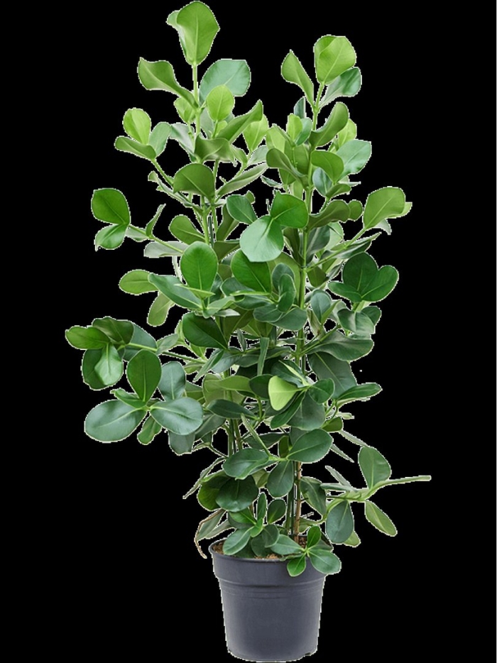 Фикус клузия