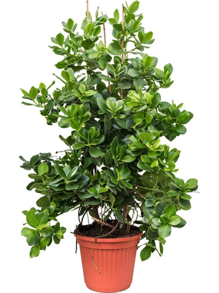 Фикус клузия