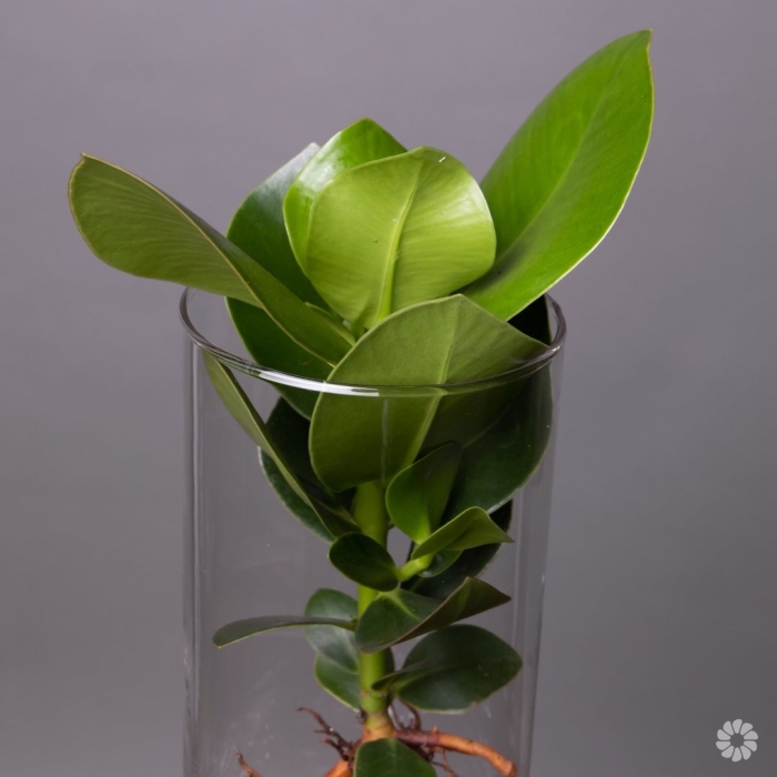 Черенки фикуса каучуконосного