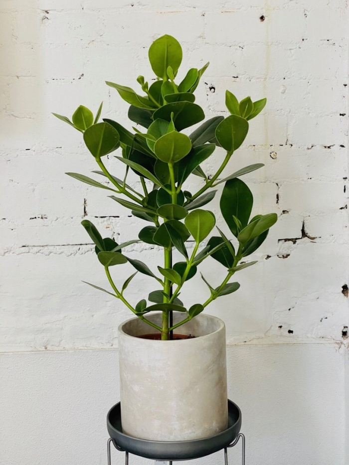 Клузия цветок комнатный