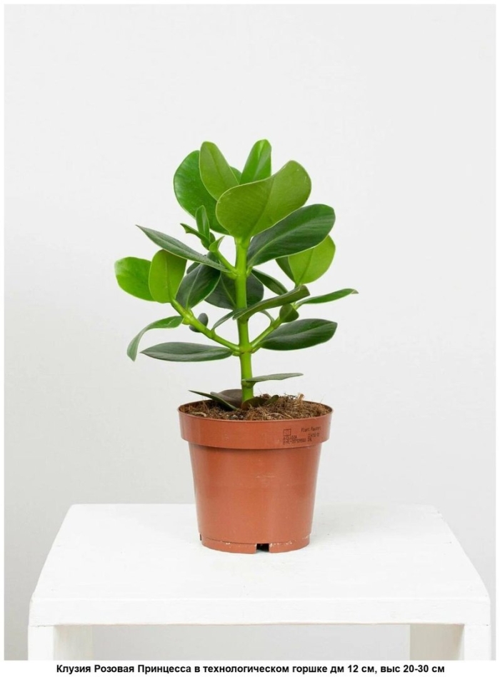 Фикус клузия принцесса