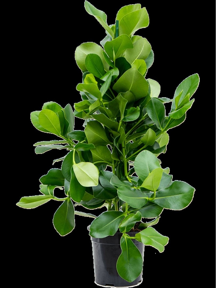 Растение комнатное