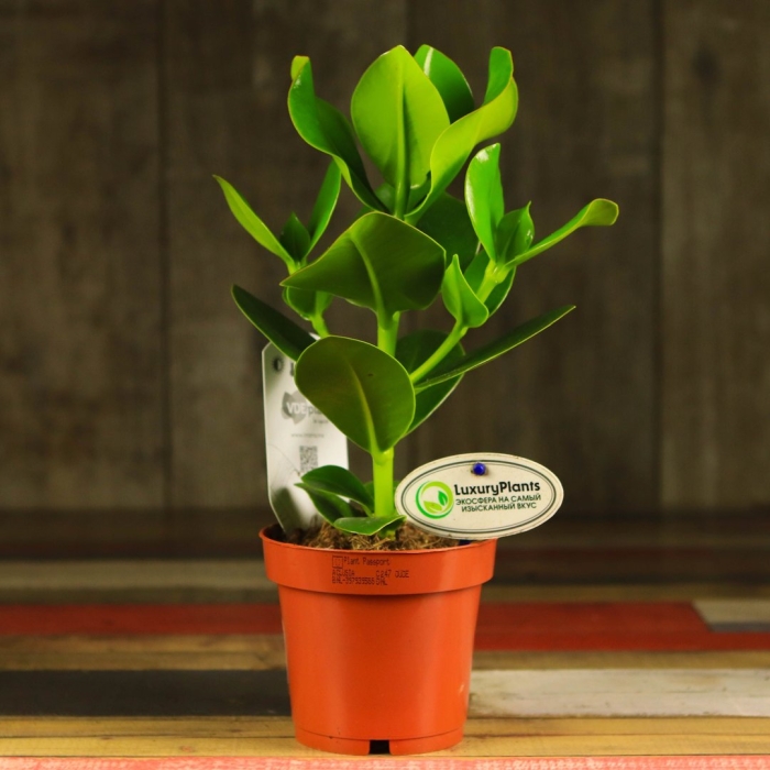 Долларовое дерево