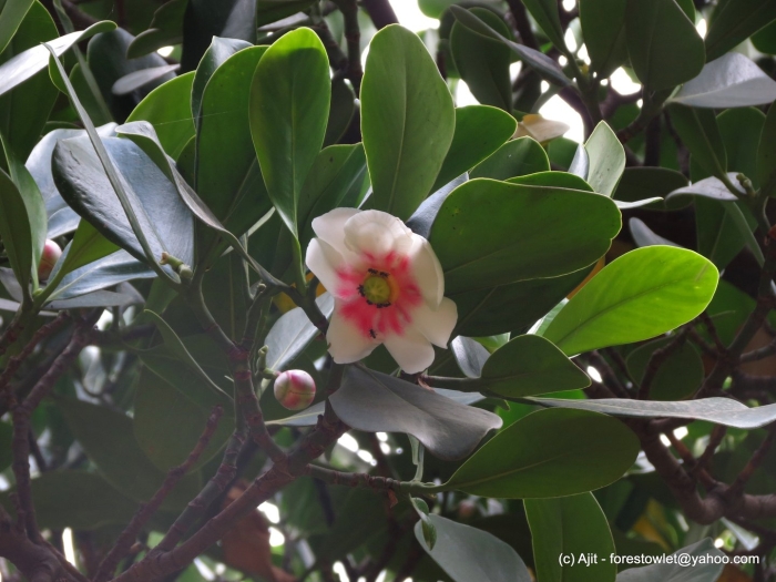 Клузия цветение