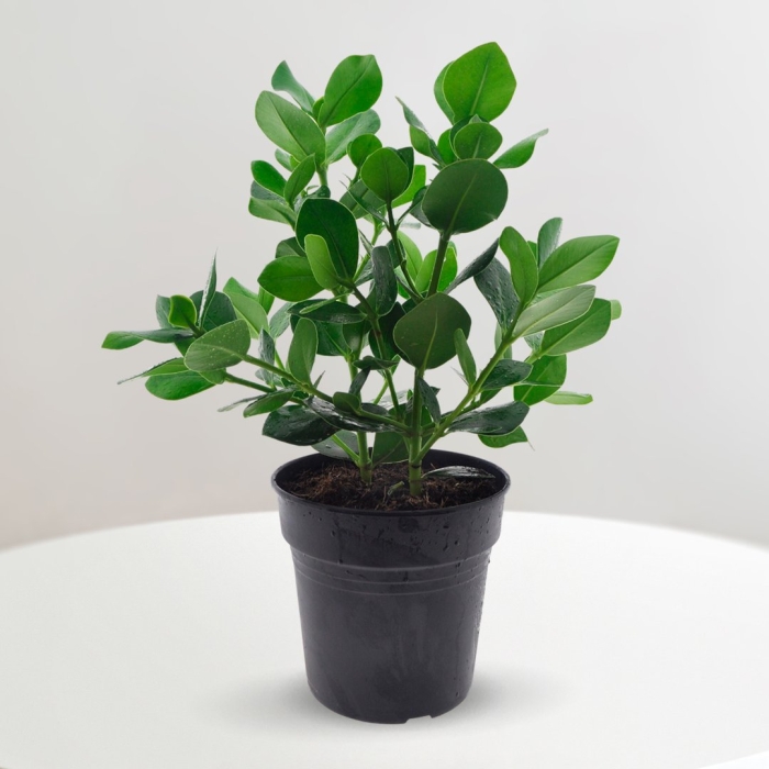 Клузия росеа принцесс