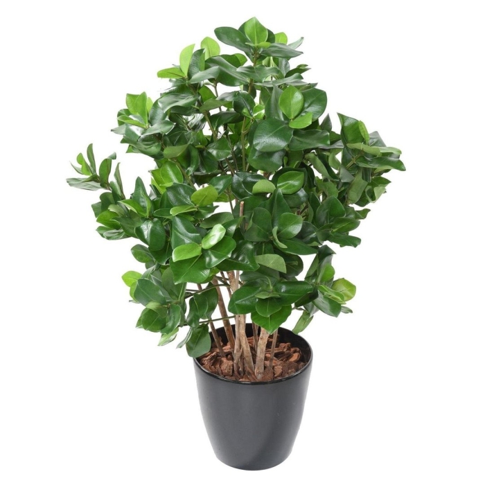 Фикус клузия