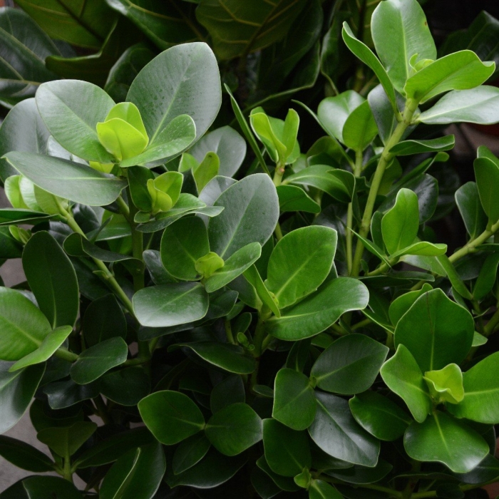 Клузия росеа