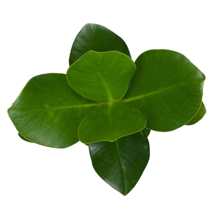 Клузия росеа