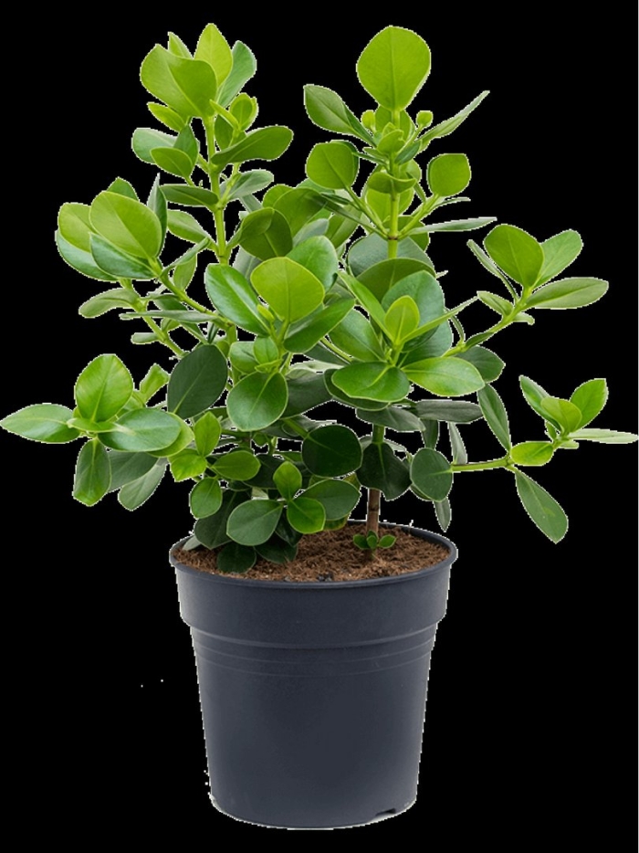 Клузия росеа