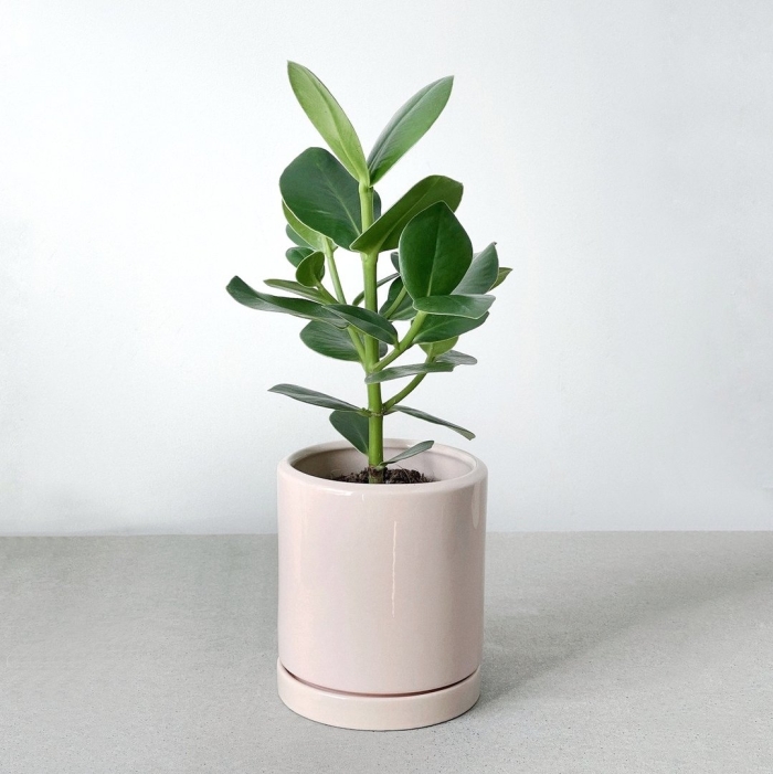 Фикус велютина