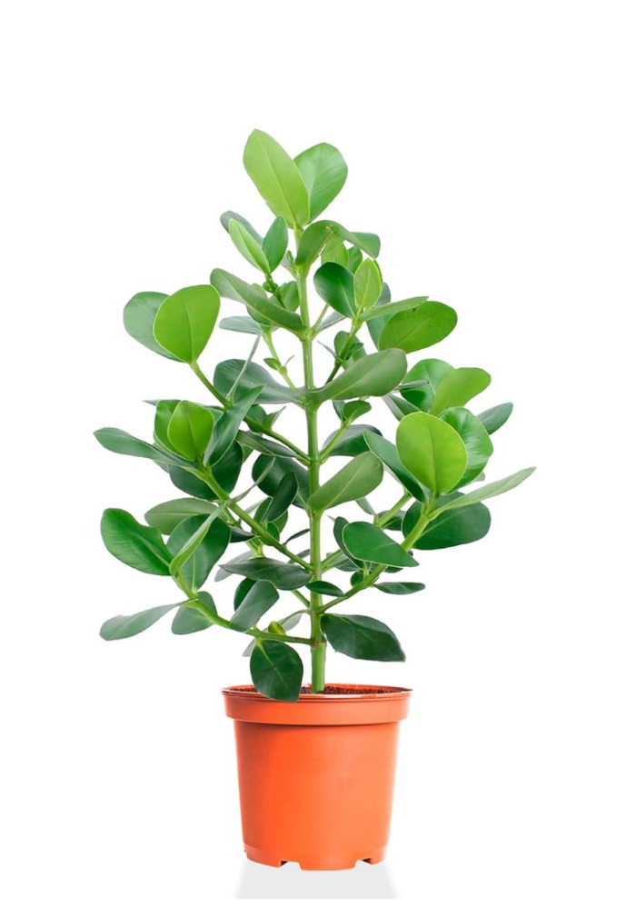 Фикус клузия