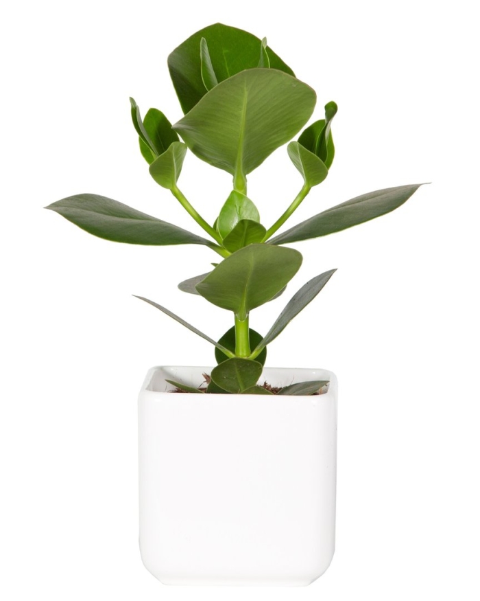 Клузия розовая принцесса