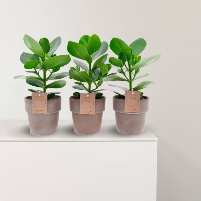 Клузия росеа принцесс