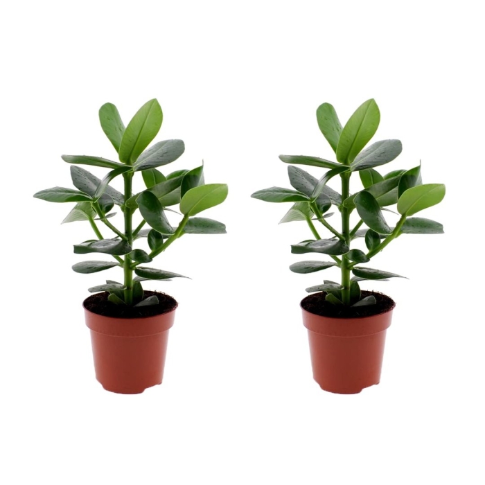 Фикус клузия