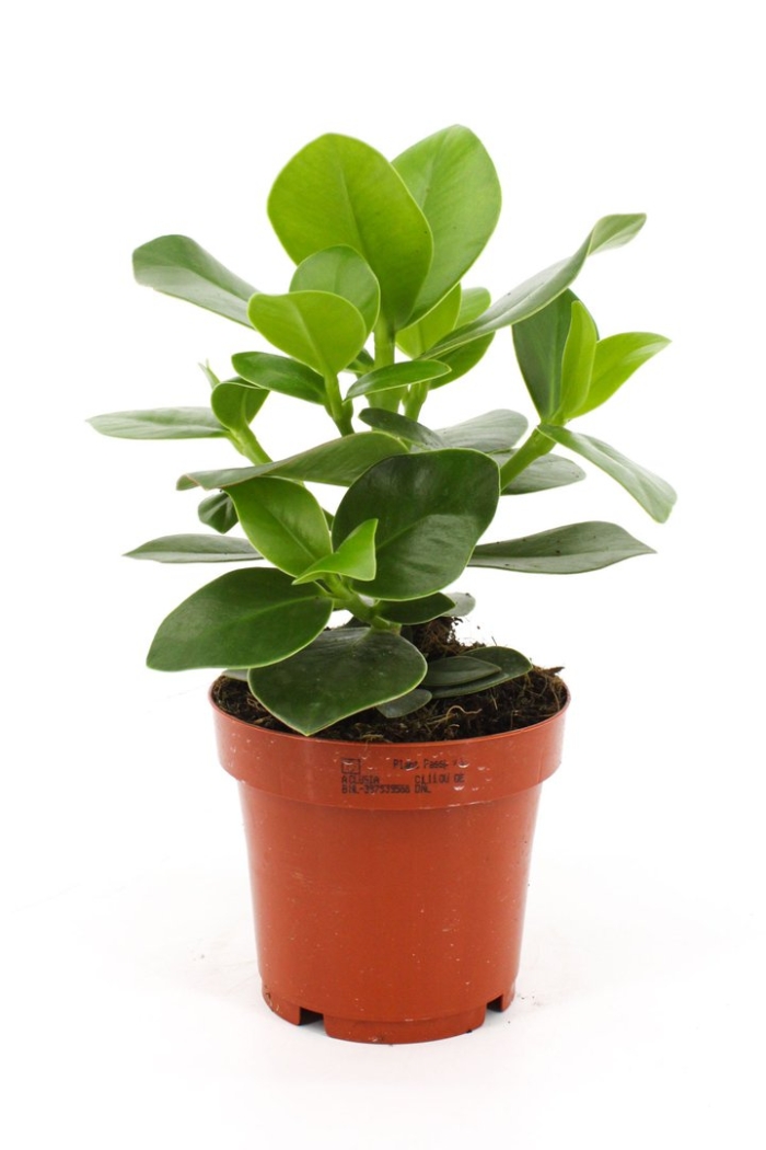 Фикус клузия