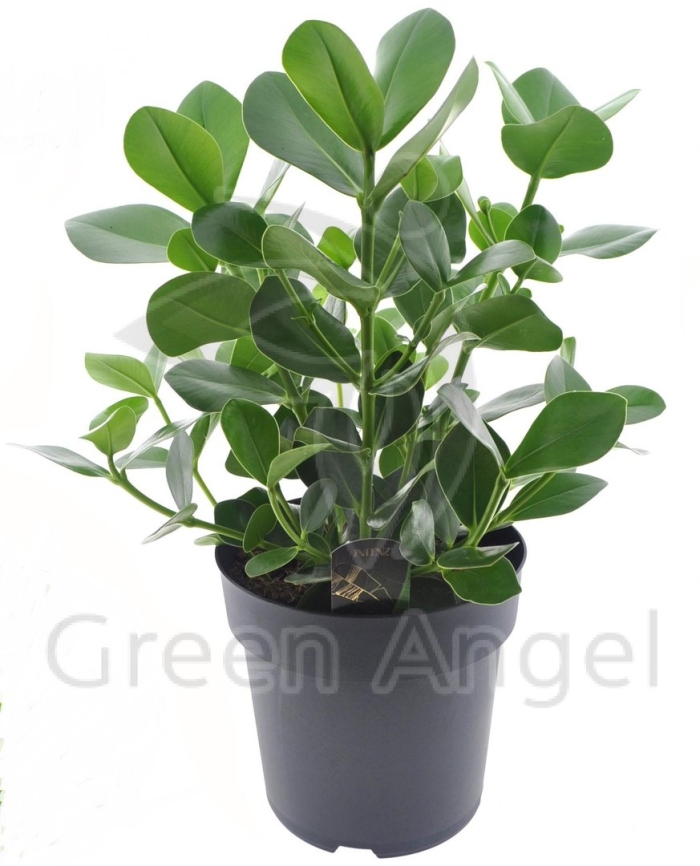 Клузия росеа принцесс