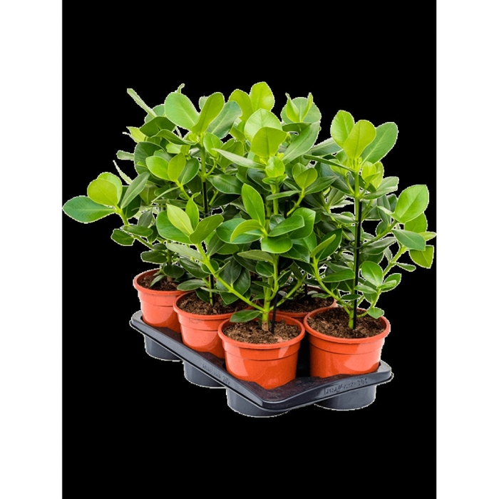 Клузия росеа