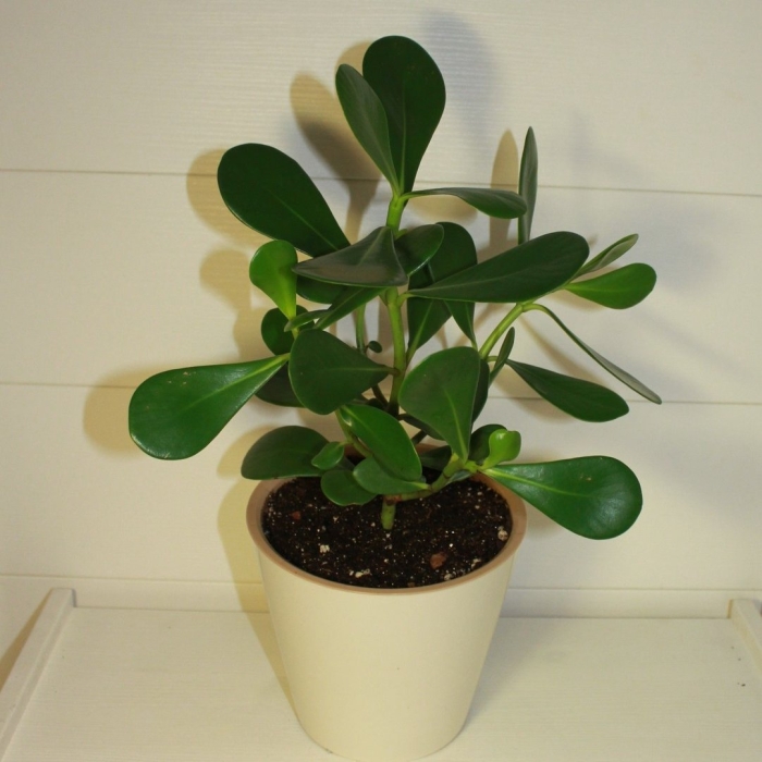 Клузия race green magic