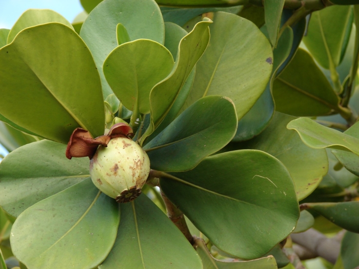 Фикус клузия