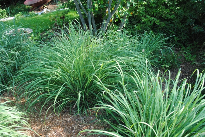 Cymbopogon citratus