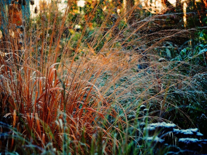 Молиния голубая heidebraut