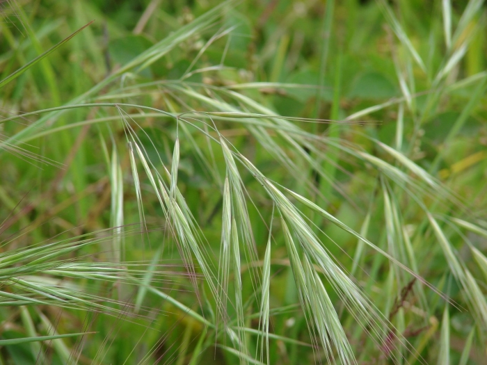 Bromus diandrus