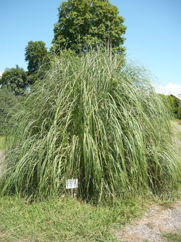 Мискантус слоновая трава