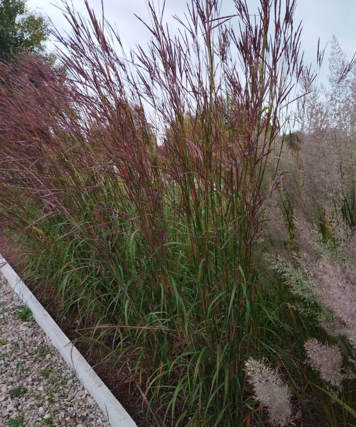 Мискантус китайский ред чиф