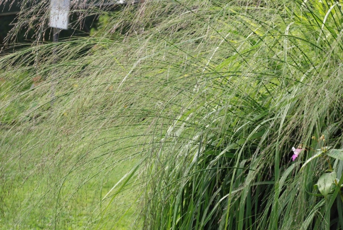 Молиния эдит дудзус