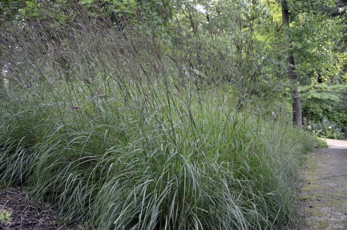 Molinia caerulea subsp arundinacea